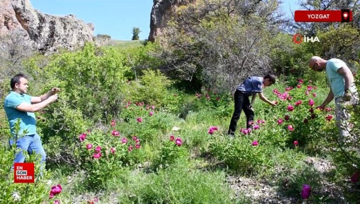 Yozgat’ta endemik bir çeşit olan Cehrilik laleleri açtı