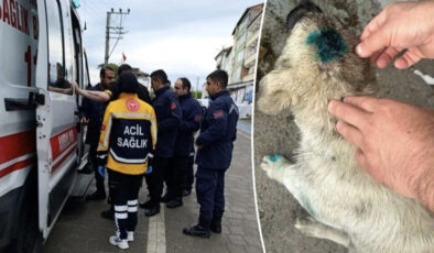 Zonguldak’ta şaşkına çeviren olay: Bu kere insan köpeği ısırdı