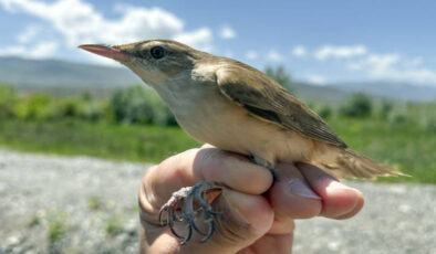 28 gramlık uşun kıtalararası seyahati