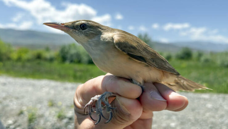 28 gramlık uşun kıtalararası seyahati