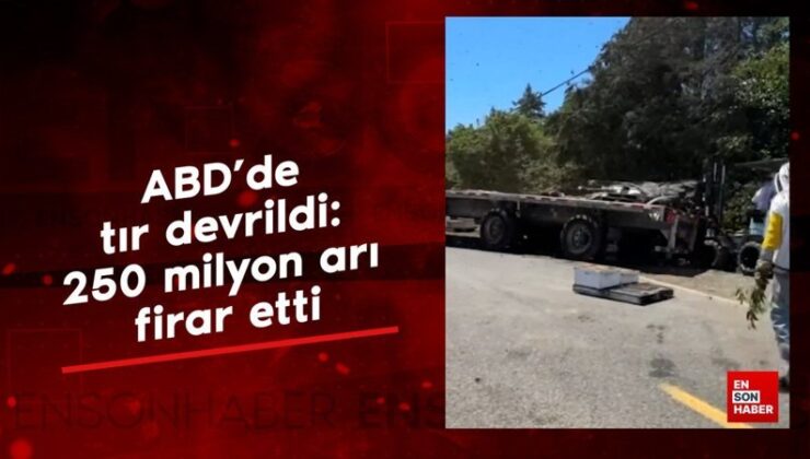 ABD’de tır devrildi: 250 milyon arı firar etti