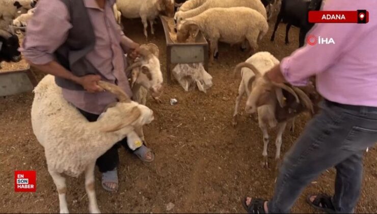 Adana’da 4 boynuzlu koçlar kurban pazarlarının gözdesi