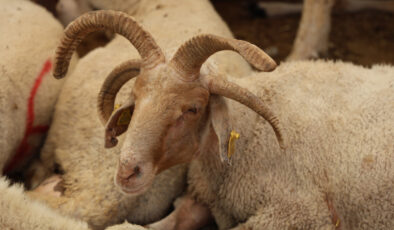 Adana’da 4 boynuzlu koçlar kurban pazarlarının gözdesi oldu