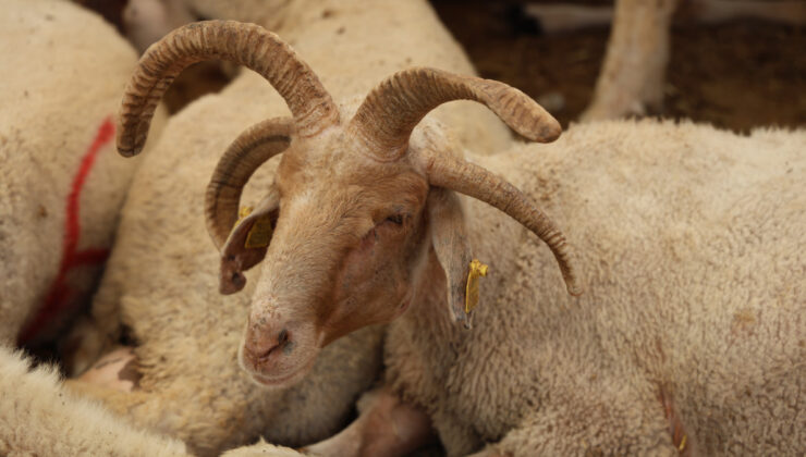 Adana’da 4 boynuzlu koçlar kurban pazarlarının gözdesi oldu