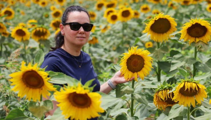 Adana’da ayçiçekleri tarlaları sarıya boyadı