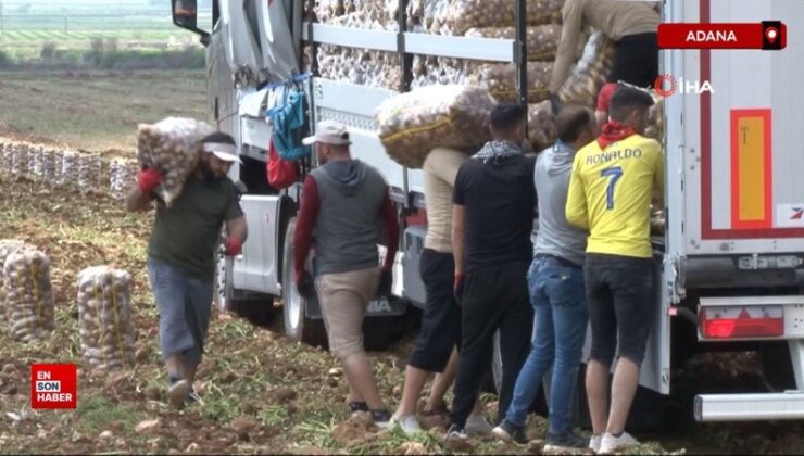 Adana’da günlük 250-300 ton patates yükleyip 2 bin 500 TL kazanıyorlar