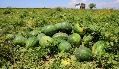Adana’da hasadı süren karpuzun kilosu 9-10 liraya geriledi