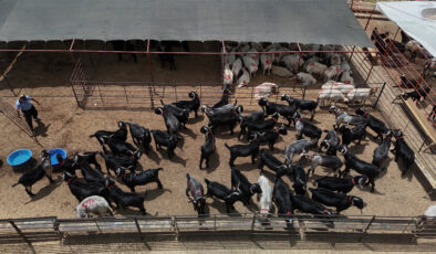 Adana’da kurban pazarlarında hareketlilik