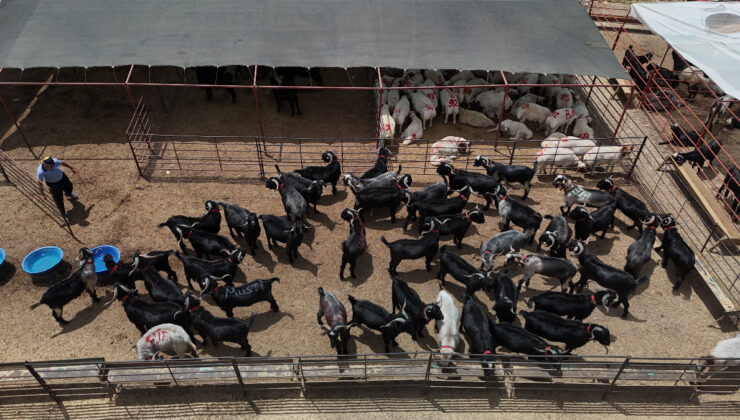 Adana’da kurban pazarlarında hareketlilik