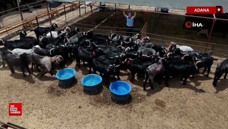 Adana’da kurbanlıklar görücüye çıktı