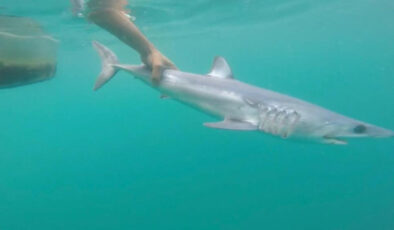 Akdeniz’de kıyıya yaklaşan köpek balıkları tatilcileri huzursuz etti