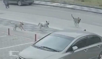 Ankara’da başıboş köpekler anne ve çocuklarına saldırdı