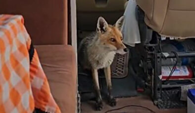 Ankara’da karavanı ziyaret eden tilki