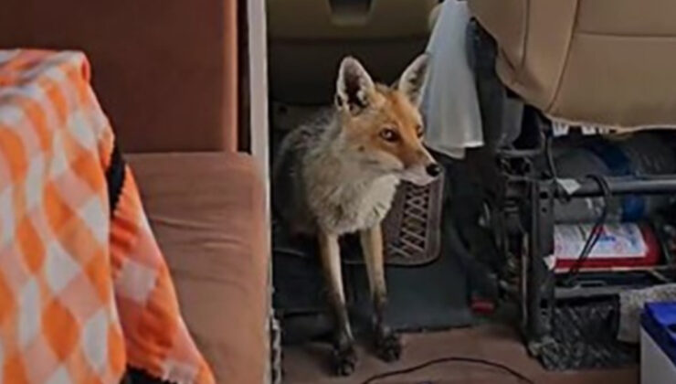 Ankara’da karavanı ziyaret eden tilki