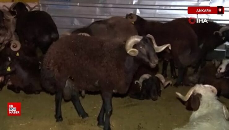 Ankara’da kurban pazarında gece mesaisi