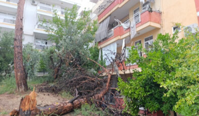 Antalya’da dev ağaç binanın üzerine devrildi
