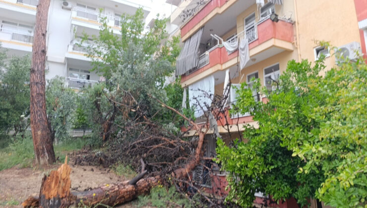 Antalya’da dev ağaç binanın üzerine devrildi