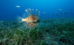 Antalya’da Kızıldeniz göçmeni istilacı çeşitlerin yayılımı görüntülendi