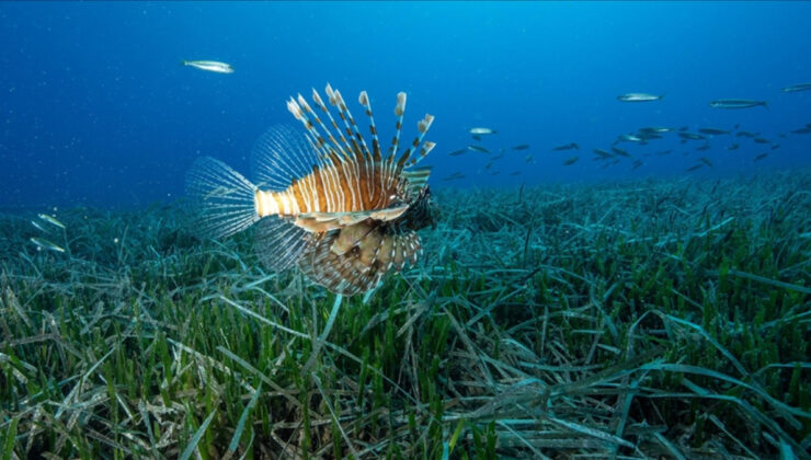 Antalya’da Kızıldeniz göçmeni istilacı çeşitlerin yayılımı görüntülendi