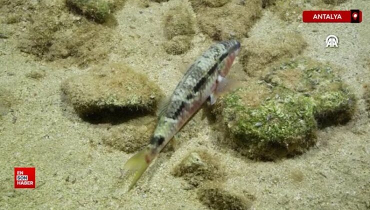 Antalya’da Kızıldeniz göçmeni istilacı tiplerin yayılımı görüntülendi