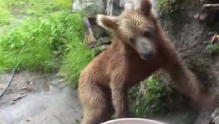 Artvin’de ayı meskenin kapısına kadar geldi: Çöpleri karıştırdı