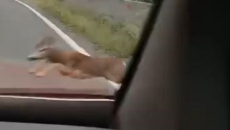 Artvin’de karayolunda kayda aldığı karacaya araç çarptı