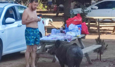 Aydın Kuşadası’nda yaban domuzlarını beslemek yasaklandı