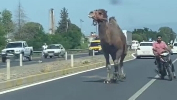 Aydın’da kara yoluna çıkan deve görenleri şaşırttı