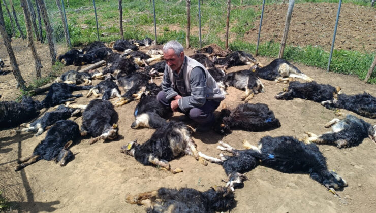 Bingöl’de ağıla giren kurtlar, 49 küçükbaş hayvanı telef etti