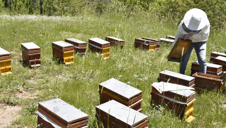 Bitlis balı Fransa’da ‘Altın Bal’ mükafatı aldı