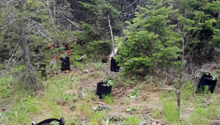 Bolu’da kenevir sulamaya giderken yakalandı