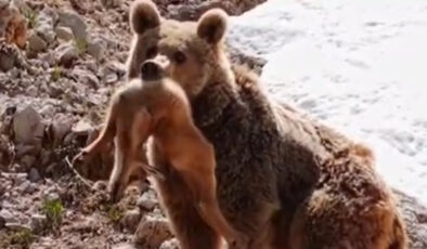 Bozayı yavru dağ keçisini avladı: O anlar kameralara yansıdı