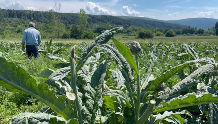 Bursa’da enginar tarlasına hırsızlar dadandı