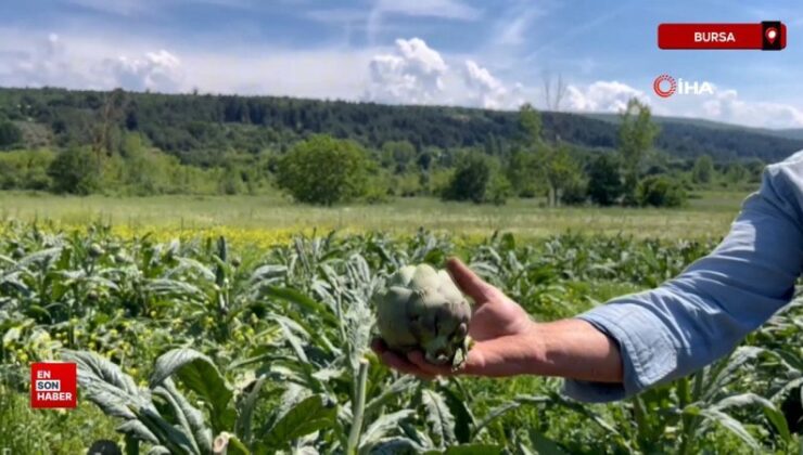 Bursa’da enginar tarlasına hırsızlar dadandı