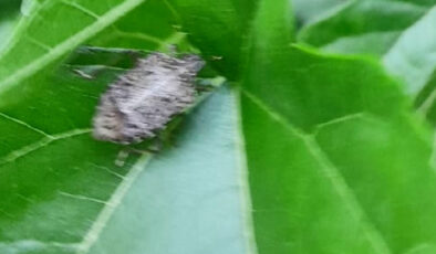 Bursa’da kokarca böceği istilası: Eserlerde kalite düştü