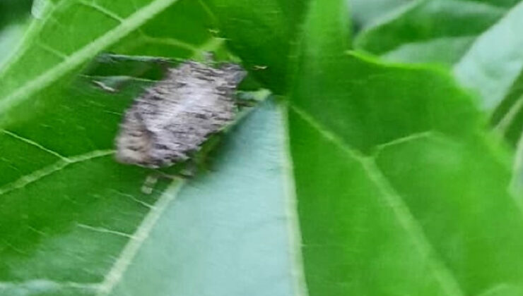 Bursa’da kokarca böceği istilası: Eserlerde kalite düştü