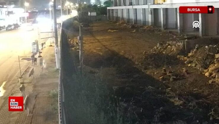 Bursa’da köpeklerin saldırısına uğrayan Furkan Kara, tazminat davasını kazandı