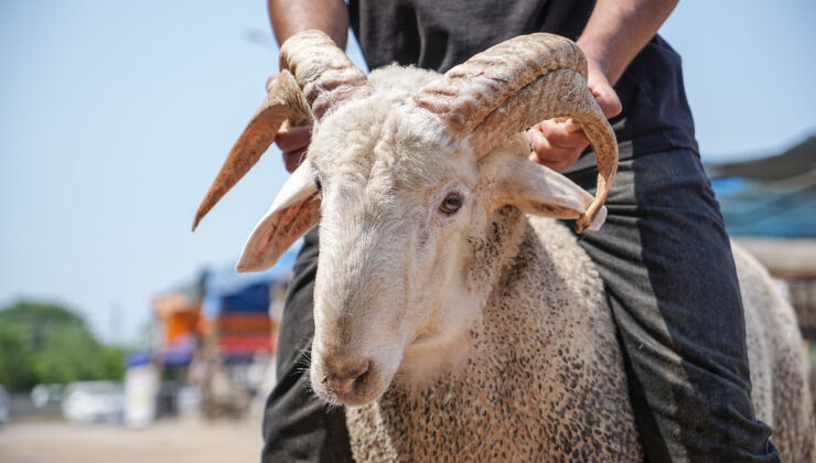 Bursa’da kurban pazarının 4 boynuzlu koçu