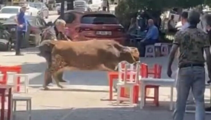 Bursa’da kurbanlık dana kaçtı, mahalle peşine düştü