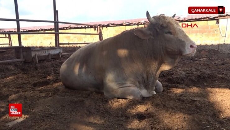 Çanakkale’de 1,5 tonluk Paşa, alıcısını bekliyor