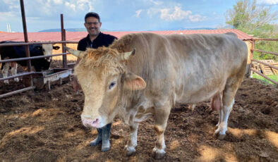 Çanakkale’de 1,5 tonluk ‘Paşa’, alıcısını bekliyor