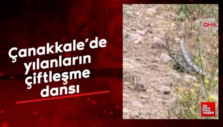 Çanakkale’de yılanların çiftleşme dansı