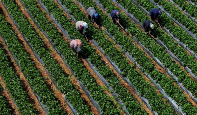 Çiftçilere 251,3 milyon lira takviye ödemesi bugün yapılacak