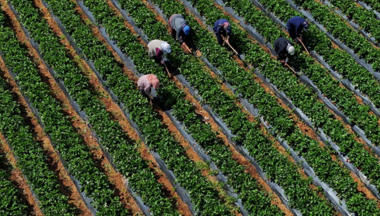 Çiftçilere 251,3 milyon lira takviye ödemesi bugün yapılacak