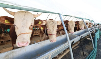 Dana haritası: Kurban etinin bölgelere nazaran kullanım rehberi