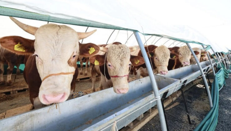 Dana haritası: Kurban etinin bölgelere nazaran kullanım rehberi