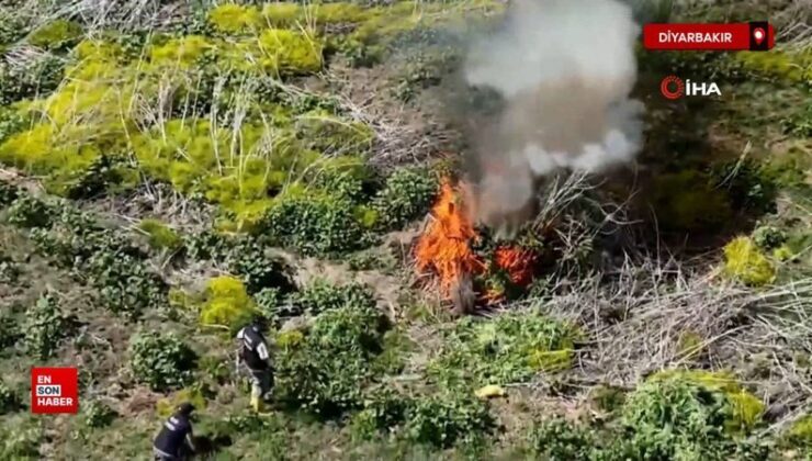 Dicle Irmağı kenarında ekilen 100 milyon TL kıymetinde kenevir imha edildi