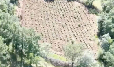 Diyarbakır’da 3 milyon 476 bin kök kenevir ele geçirildi: 7 gözaltı