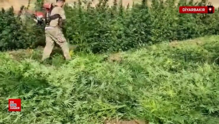 Diyarbakır’da 3,4 milyon kök kenevir ele geçirildi