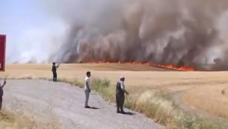 Diyarbakır’da bin dönümlük ekili alan alevlere teslim oldu